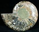 Beautiful Split Ammonite (Half) #6882-2